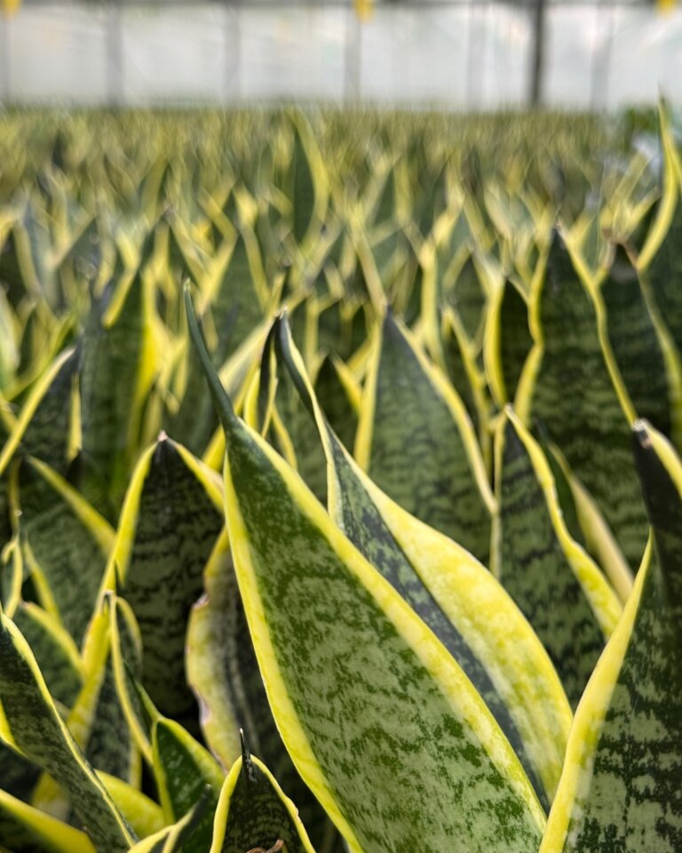 Instagram post from plantepakken. This post is in position 2.