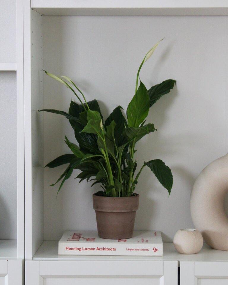 Instagram post from plantepakken. This post is in position 8.