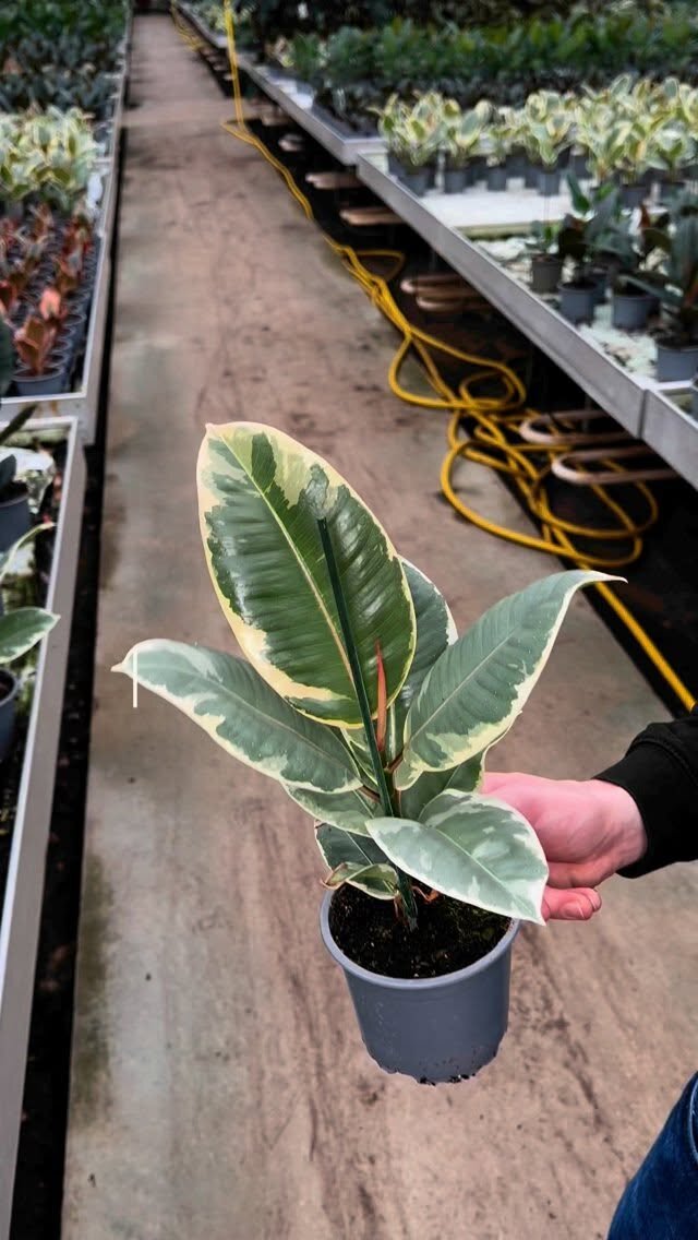 Instagram post from plantepakken. This post is in position 1.