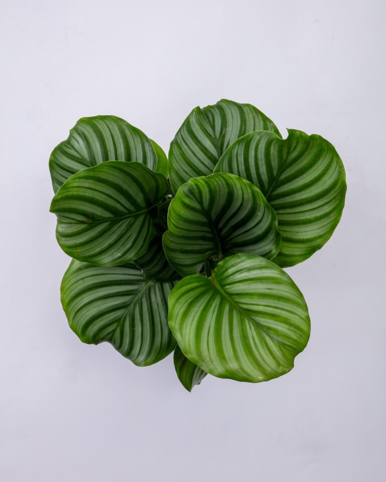 Instagram post from plantepakken. This post is in position 10.