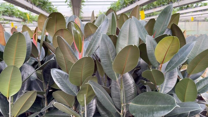 Instagram post from plantepakken. This post is in position 9.