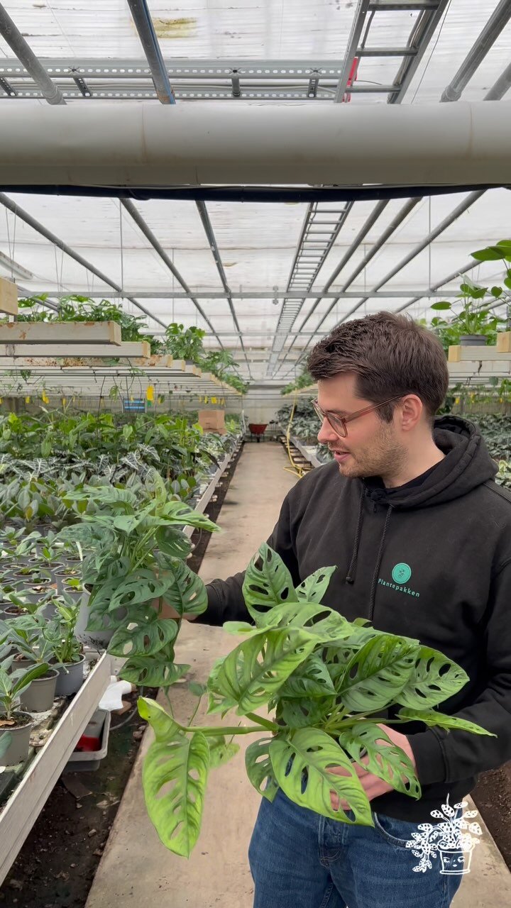 Instagram post from plantepakken. This post is in position 1.