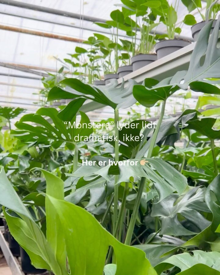 Instagram post from plantepakken. This post is in position 2.