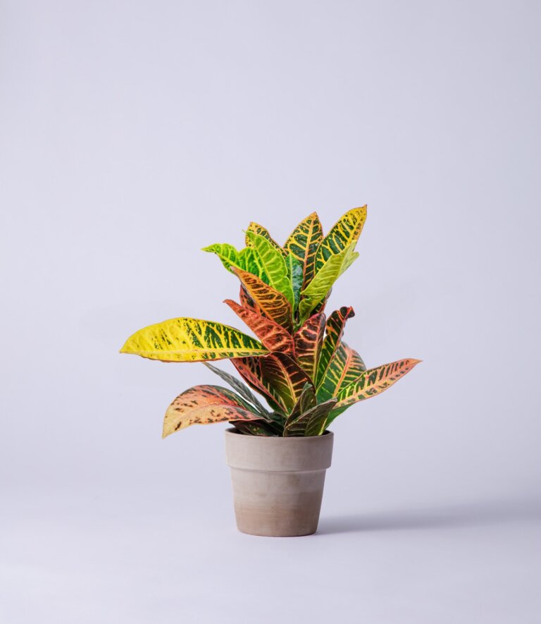 Instagram post from plantepakken. This post is in position 7.