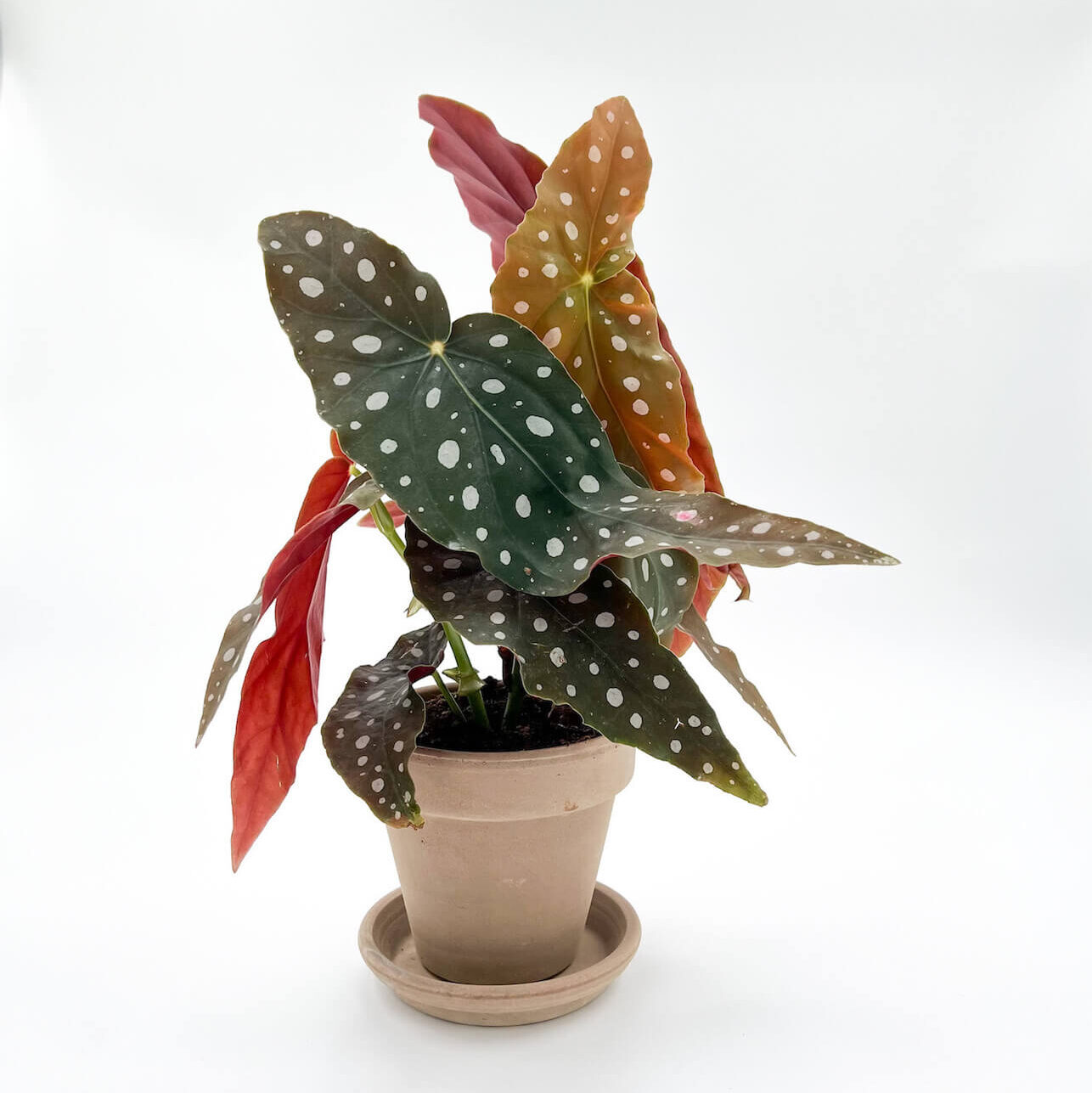 Begonia Maculata plante