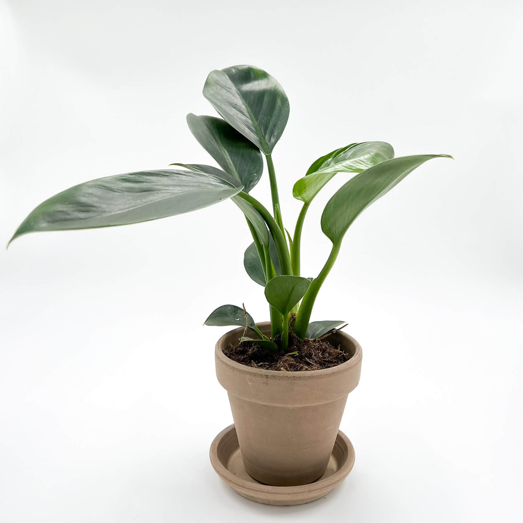 Green Princess (philodendron)