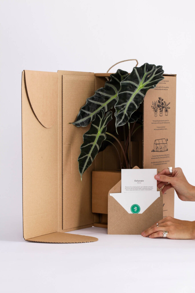 stueplante og indendørs planter