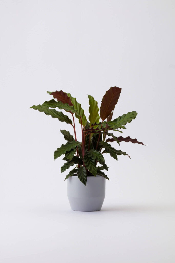 Calathea Rufibarba/ fiskebensplanten