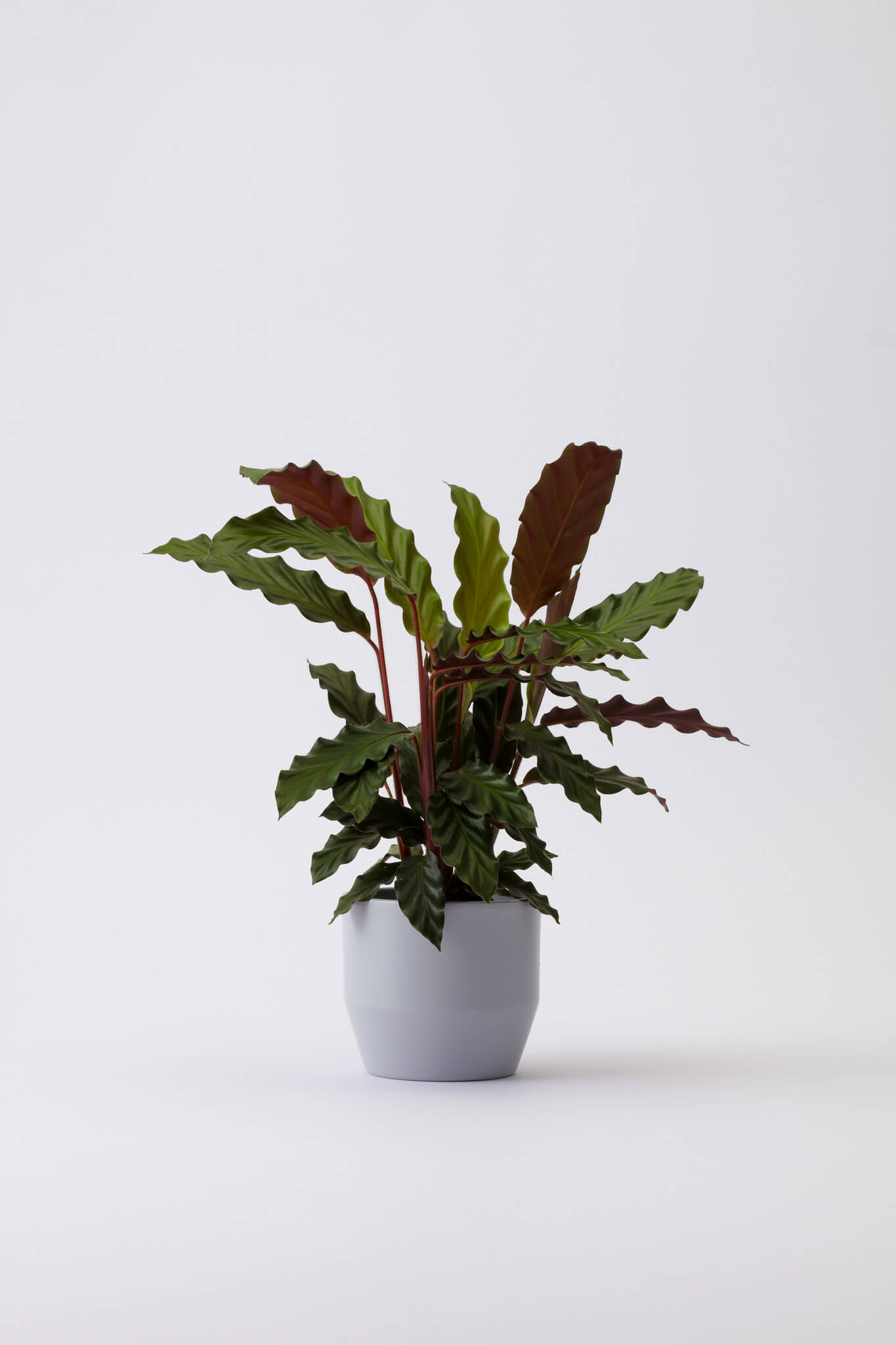 Calathea Rufibarba/ fiskebensplanten