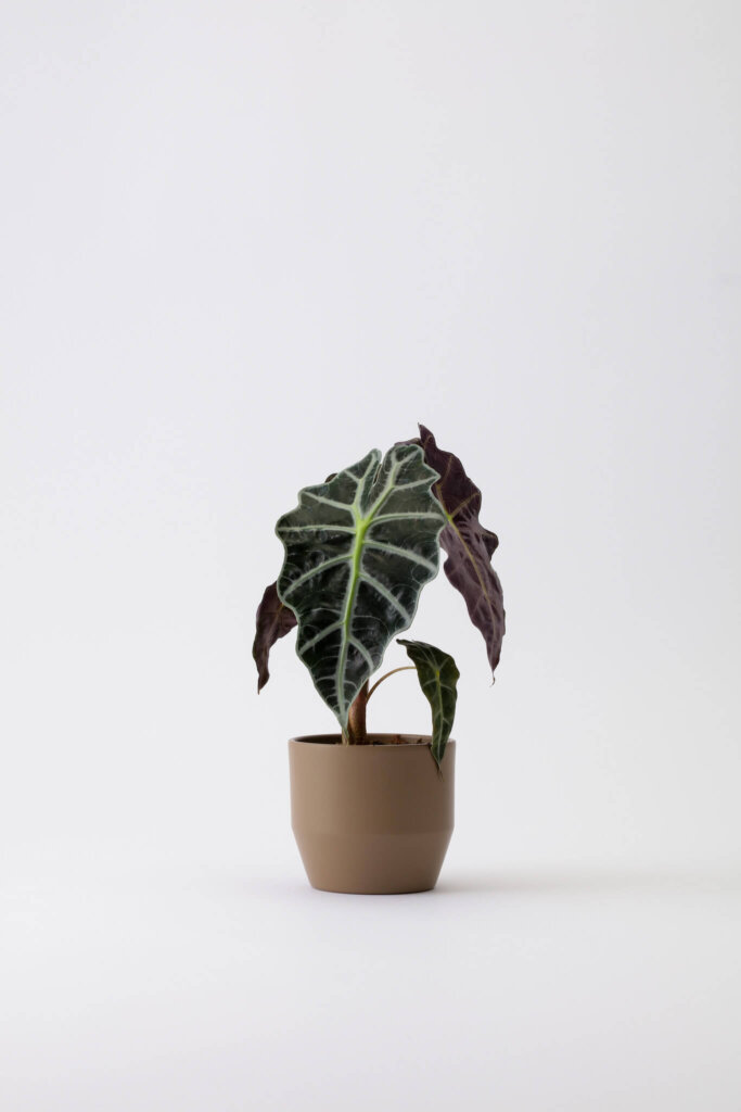 Alocasia Amazonica