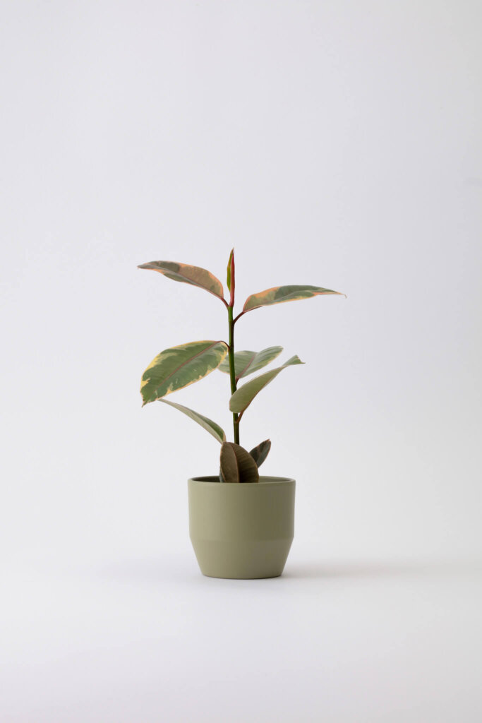 Ficus Elastica Belize