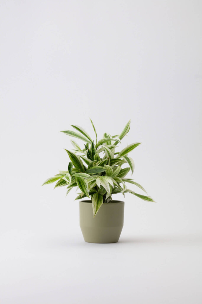 Dracaena Sandriana - lucky Bamboo