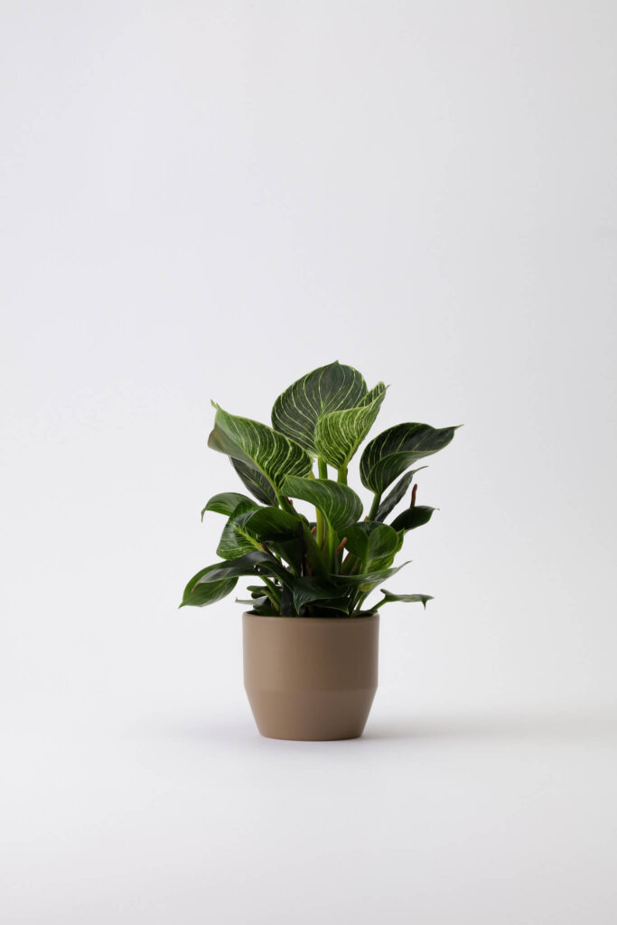 Philodendron white measure