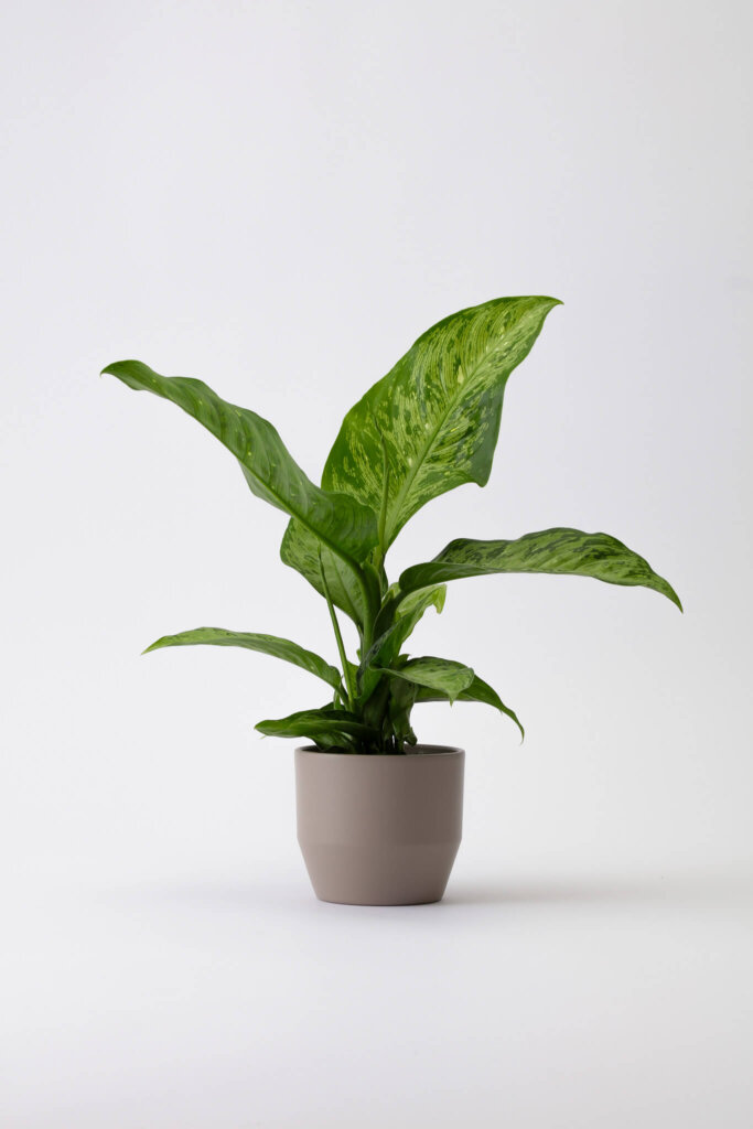 Dieffenbachia