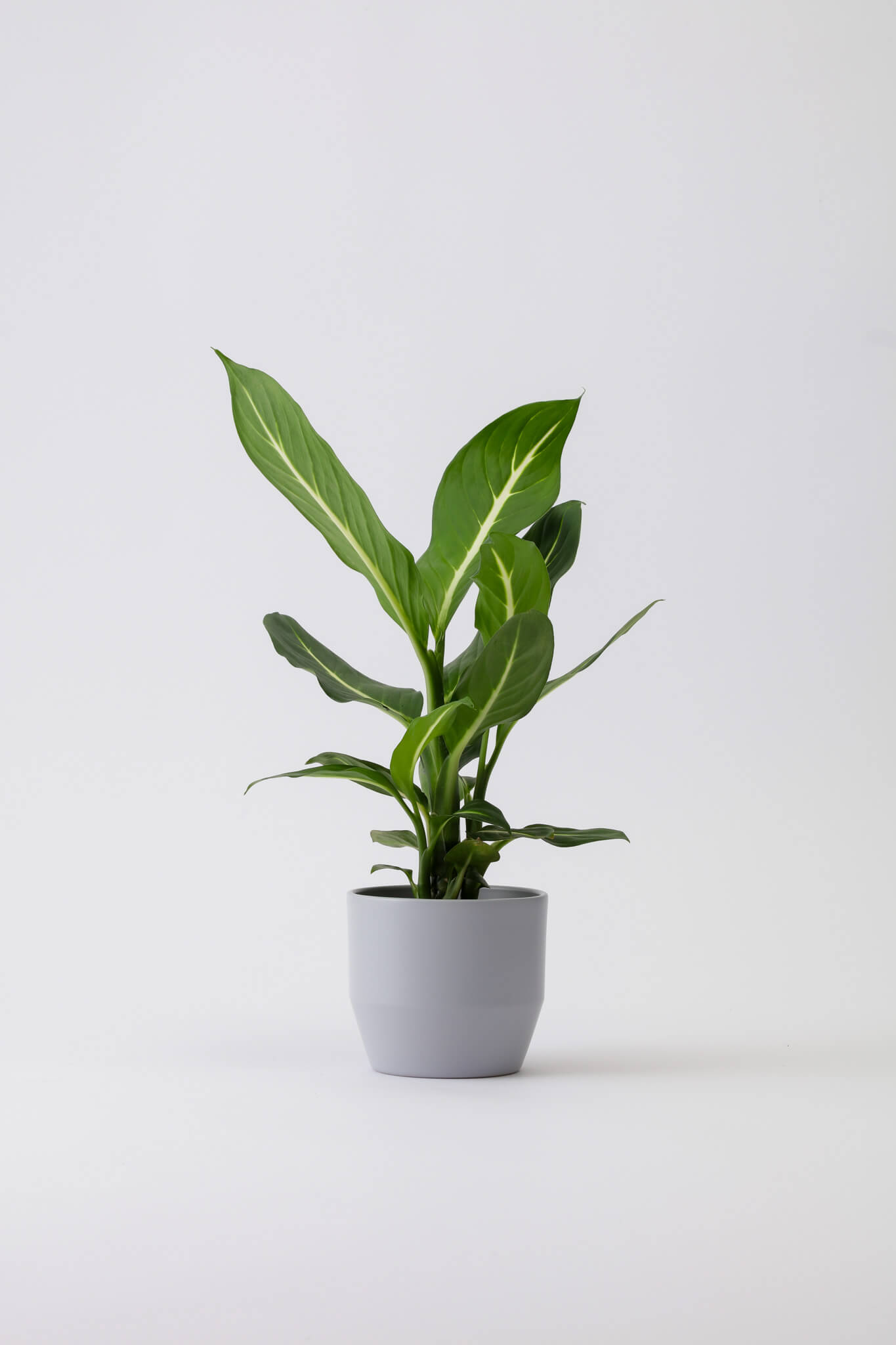 Dieffenbachia Green Magic